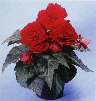 begonia